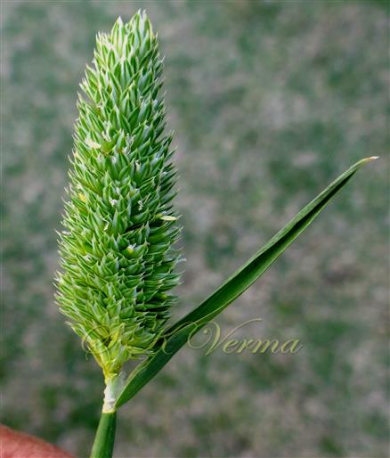  Inflorescence